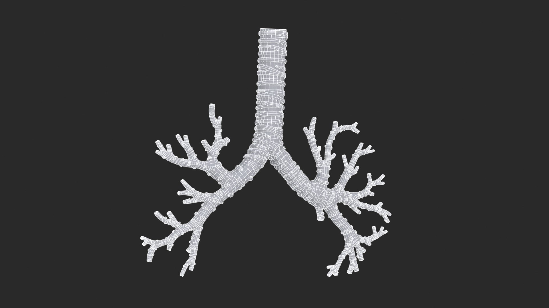 3D Trachea Bronchial Tree https://p.turbosquid.com/ts-thumb/7Y/Nf8Olz/og/trachea_bronchialtree_main_sub_1_f_0128/jpg/1766938312/1920x1080/fit_q87/61f16a9ad83b7ebe70401932367ffb1d582f9421/trachea_bronchialtree_main_sub_1_f_0128.jpg