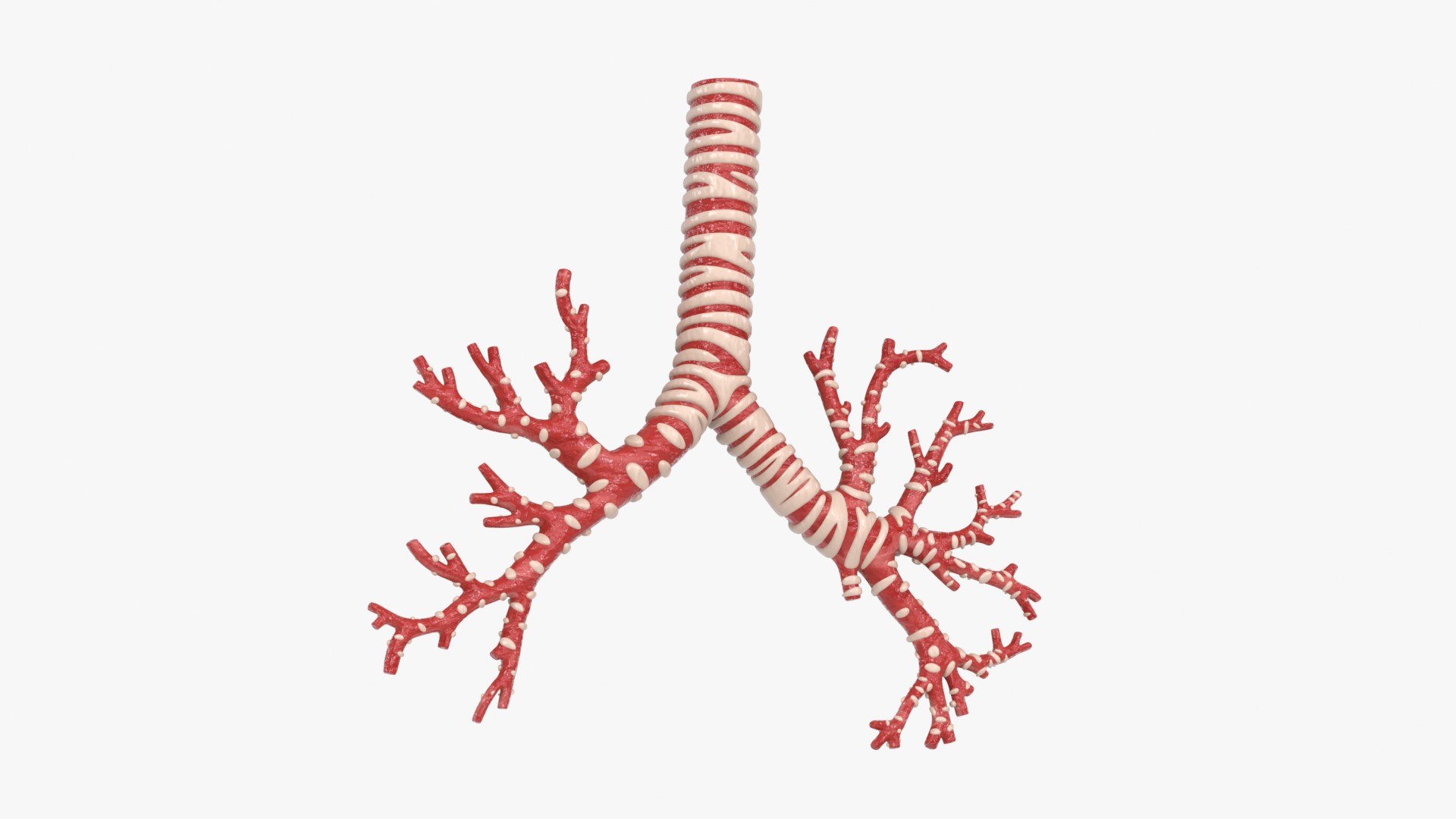 3D Trachea Bronchial Tree https://p.turbosquid.com/ts-thumb/7Y/Nf8Olz/ph/trachea_bronchialtree_main_pr_f_0144/jpg/1766938297/1920x1080/fit_q87/116bd2860afa510d750d1b8223bb17ad969dd60b/trachea_bronchialtree_main_pr_f_0144.jpg