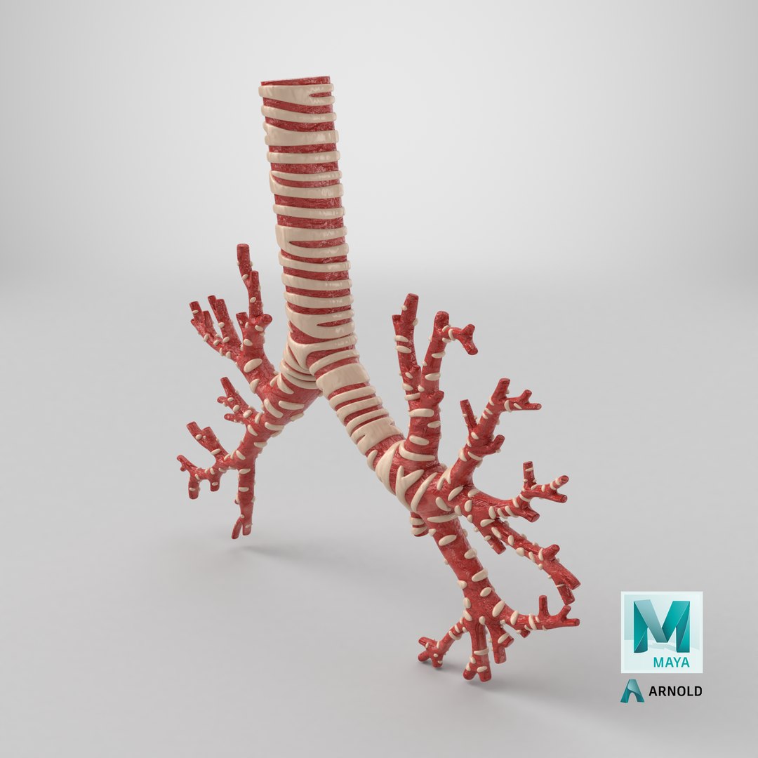 3D Trachea Bronchial Tree https://p.turbosquid.com/ts-thumb/7Y/Nf8Olz/s6/stemcell_maya_arnold_render/png/1767976056/1920x1080/fit_q87/84be63fa290809ba1f8f266434746bbfeb38955c/stemcell_maya_arnold_render.jpg