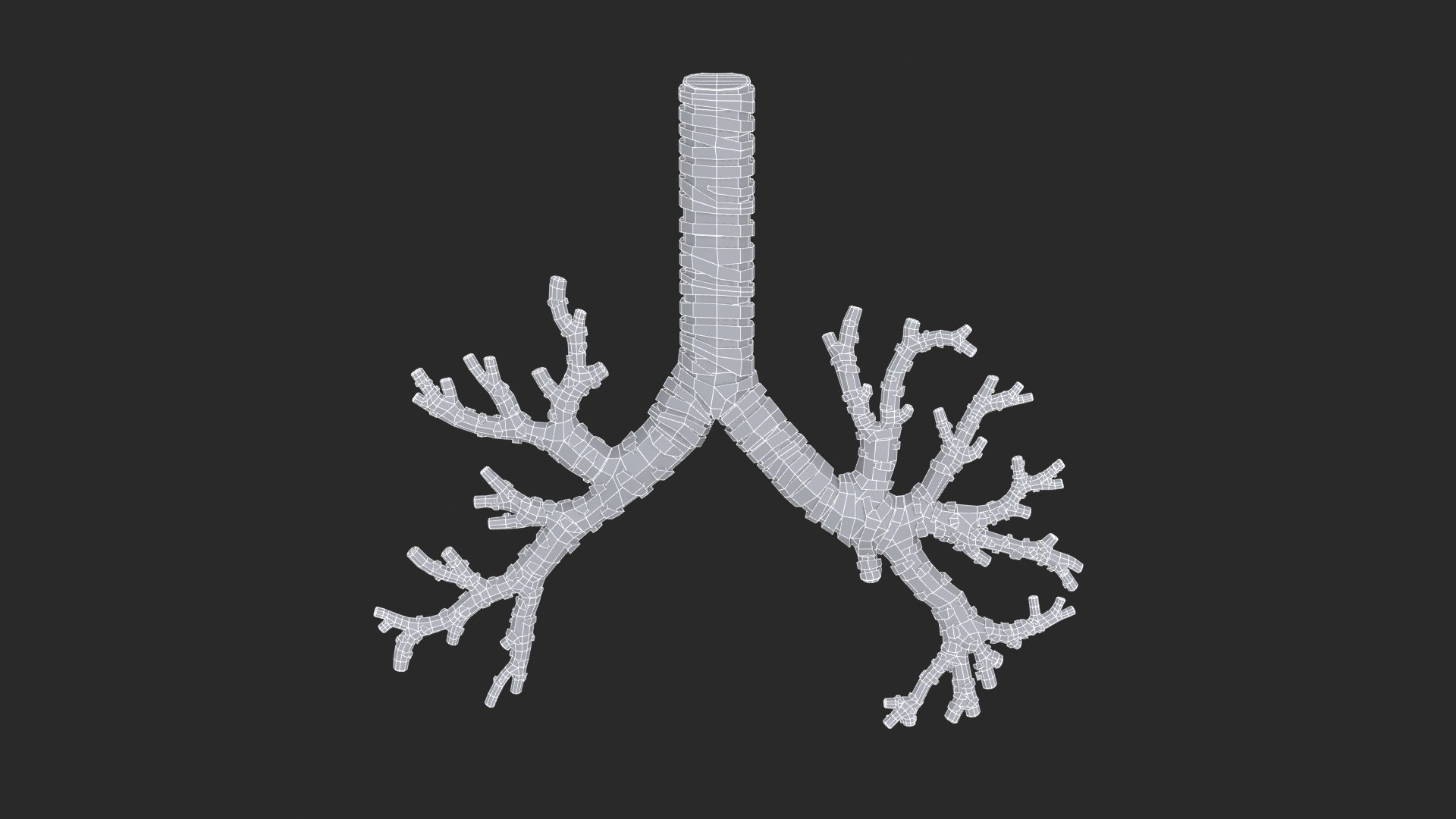 3D Trachea Bronchial Tree https://p.turbosquid.com/ts-thumb/7Y/Nf8Olz/xQ/trachea_bronchialtree_main_sub_0_f_0097/jpg/1766938313/1920x1080/fit_q87/b4b521ccf8a1b31634365fae1a929ced0ca85e3e/trachea_bronchialtree_main_sub_0_f_0097.jpg