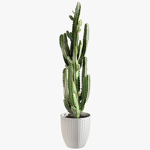 Euphorbia with Windows