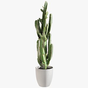 Euphorbia with Windows