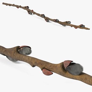 Fresh Willow Branch Fur 3D model