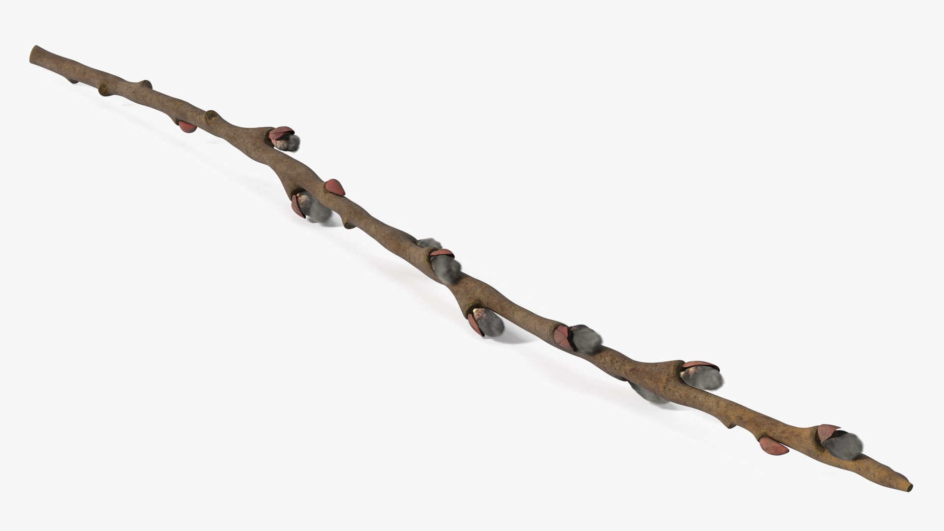 Fresh Willow Branch Fur 3D model preview