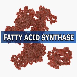 fatty acid synthase max