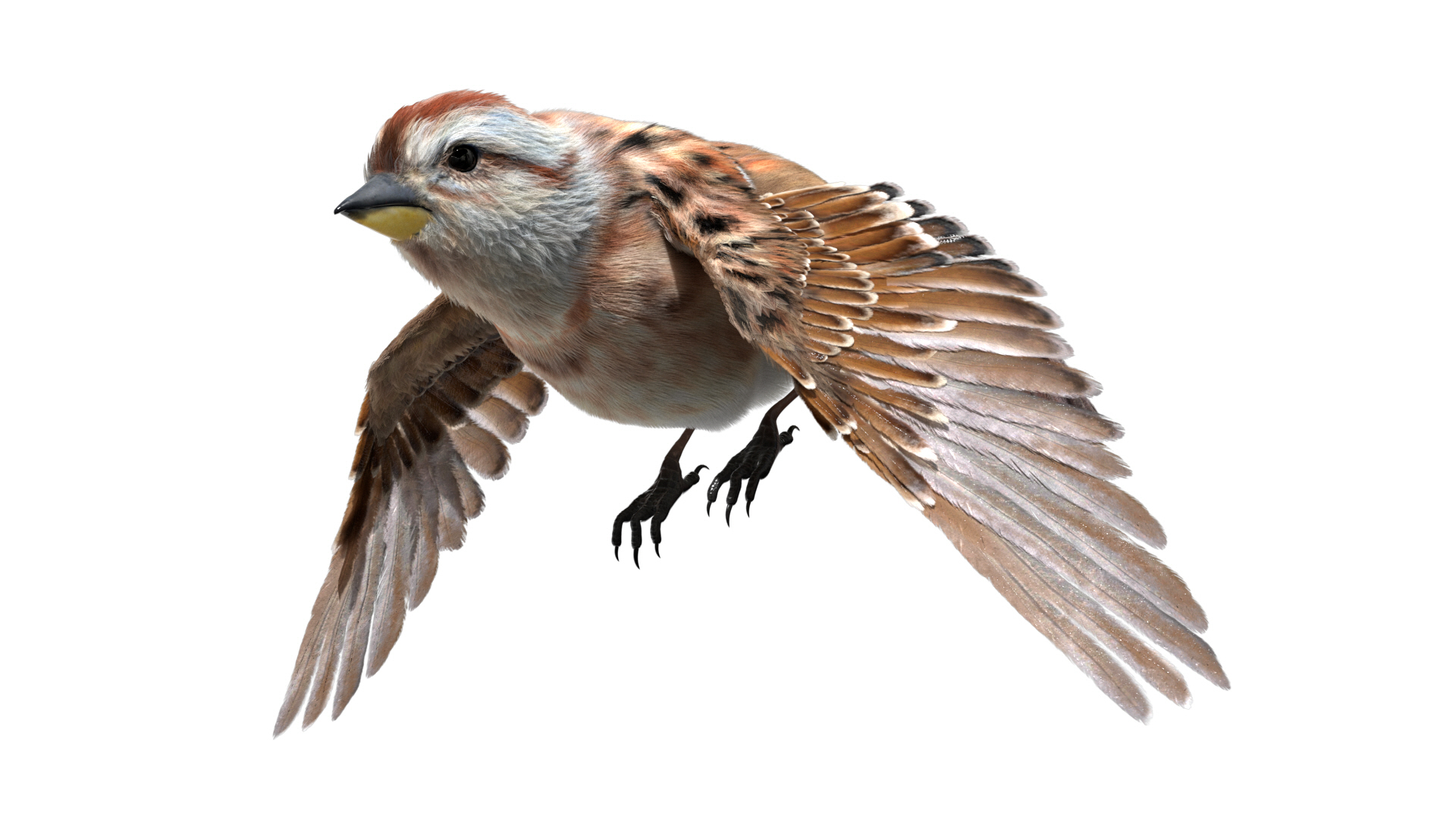 3D model bird anatomy crow https://p.turbosquid.com/ts-thumb/7Y/a16R6H/15lgByPg/americansparrow/jpg/1584611485/1920x1080/turn_fit_q99/3812d6e0fefcc3b45d55dbacd3b4408b67f1acb0/americansparrow-1.jpg