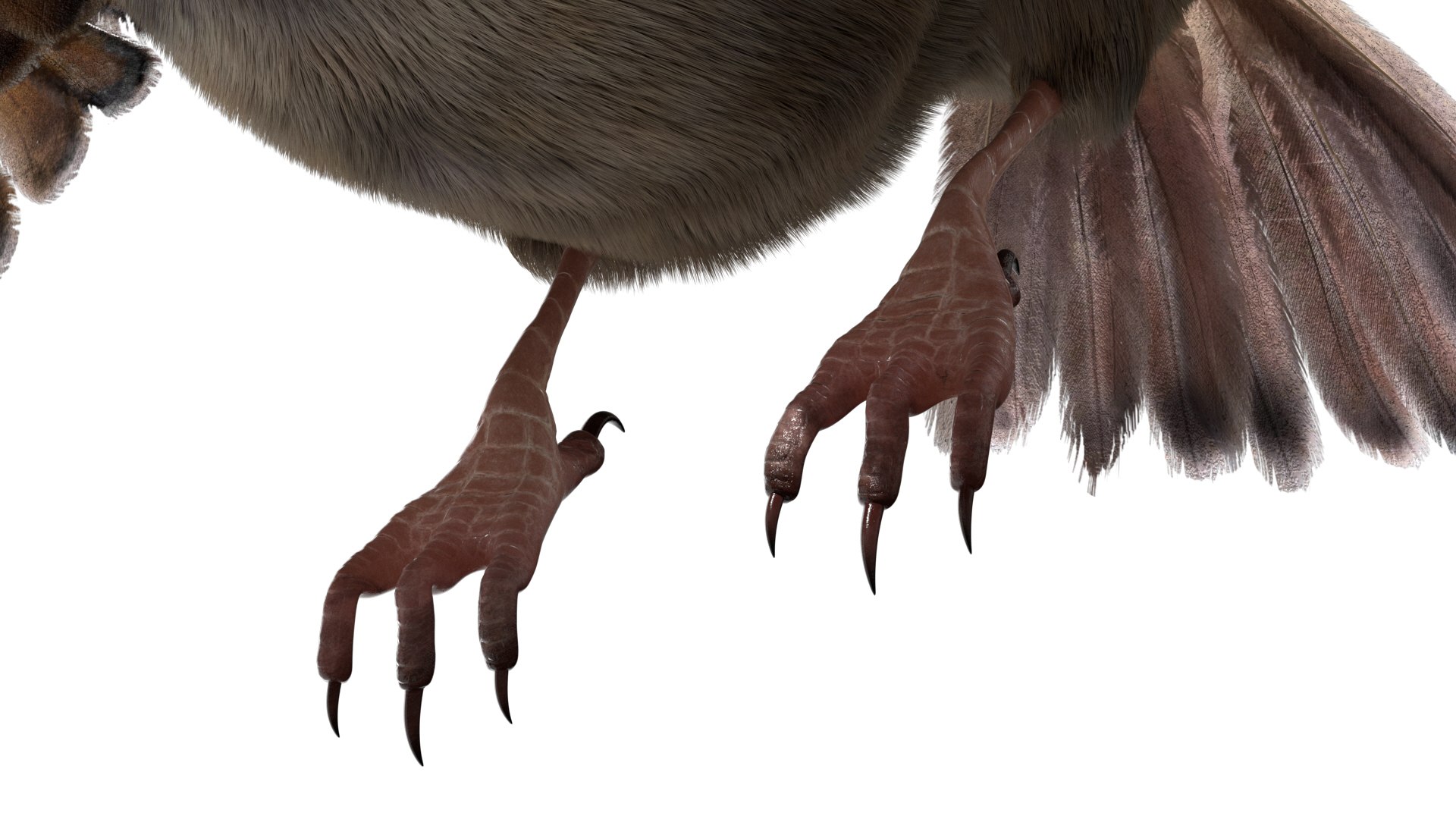 3D model bird anatomy crow https://p.turbosquid.com/ts-thumb/7Y/a16R6H/25m8XGLU/10/jpg/1584611505/1920x1080/fit_q87/b5adaaae384027e7adb07f9dd94da3a416386621/10.jpg