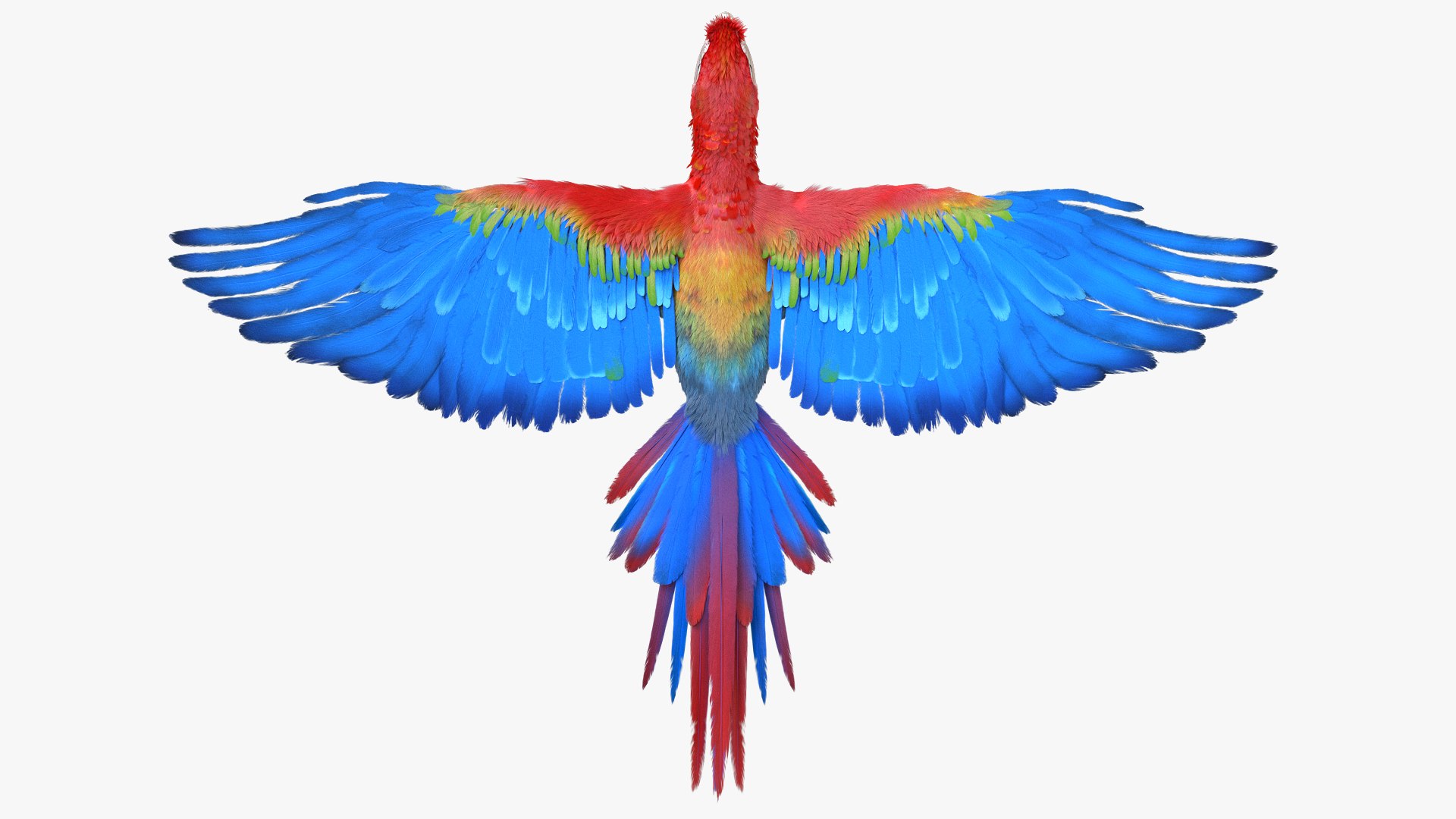 3D model bird anatomy crow https://p.turbosquid.com/ts-thumb/7Y/a16R6H/2THI2rvx/09/jpg/1584611997/1920x1080/fit_q87/1635e127eb0014ec52ed1310f2b5aa26cba67eb3/09.jpg