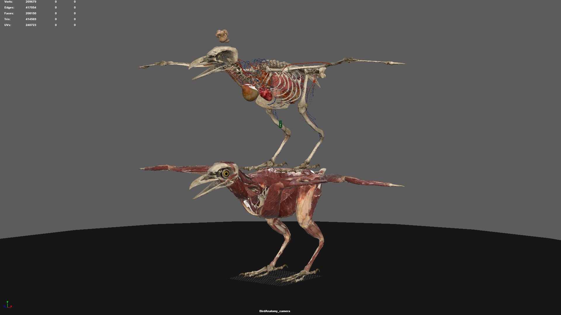 3D model bird anatomy crow https://p.turbosquid.com/ts-thumb/7Y/a16R6H/2tJ1rPQ9/56/jpg/1584612709/1920x1080/fit_q87/bcb89bdeb4245333cc8a59a7121f47220bcad0b8/56.jpg