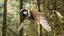 Bird Fur Collection