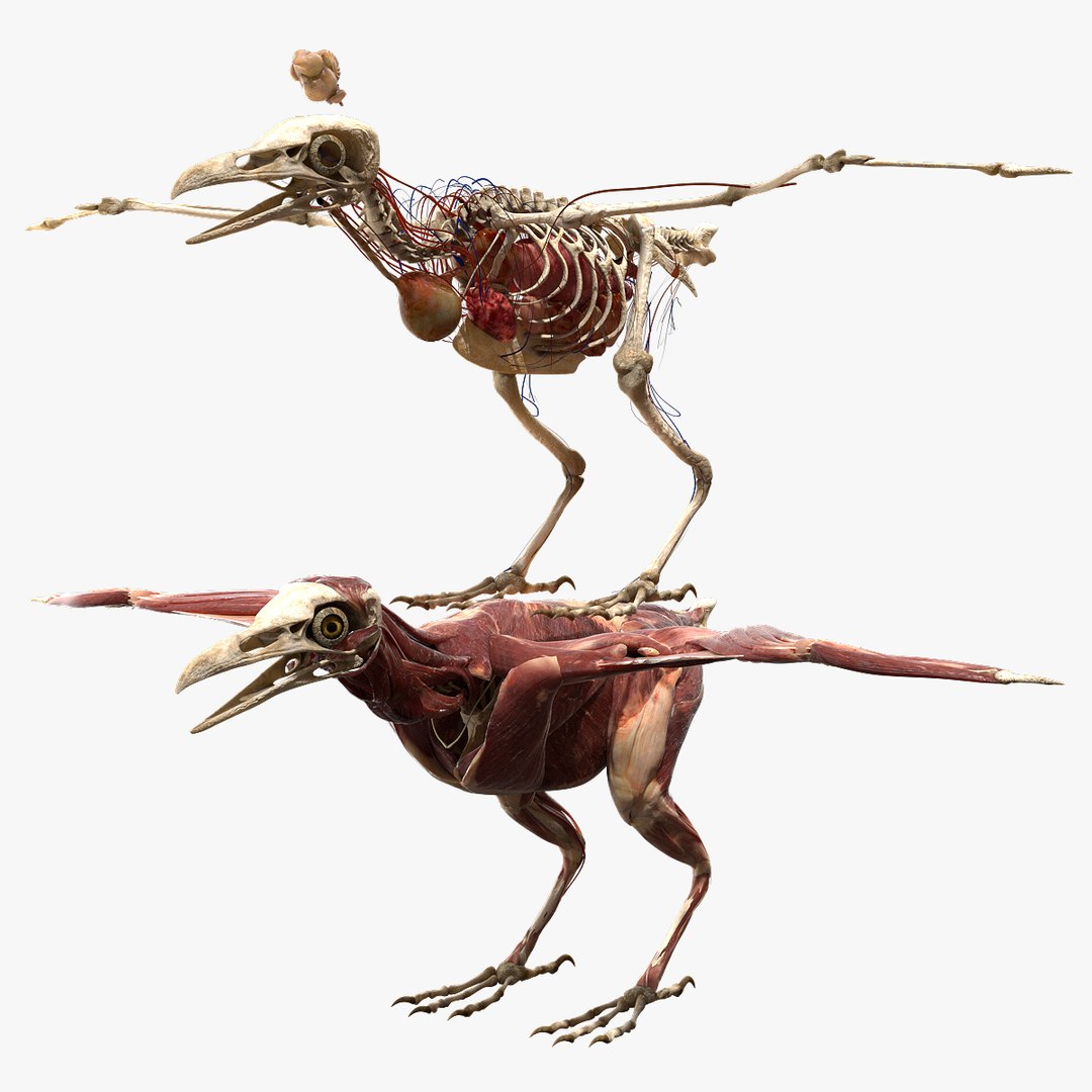 3D model bird anatomy crow https://p.turbosquid.com/ts-thumb/7Y/a16R6H/5NMgqRpL/01/jpg/1584612709/1920x1080/fit_q87/49ddc09484950d986c7c4c769812c973d32a8c2d/01.jpg