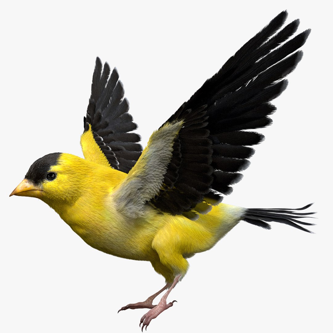 3D model bird anatomy crow https://p.turbosquid.com/ts-thumb/7Y/a16R6H/6zNHzxXo/01/jpg/1584611821/1920x1080/fit_q87/049c7a827d3a1e549f8782b681736f78ba5f2d09/01.jpg