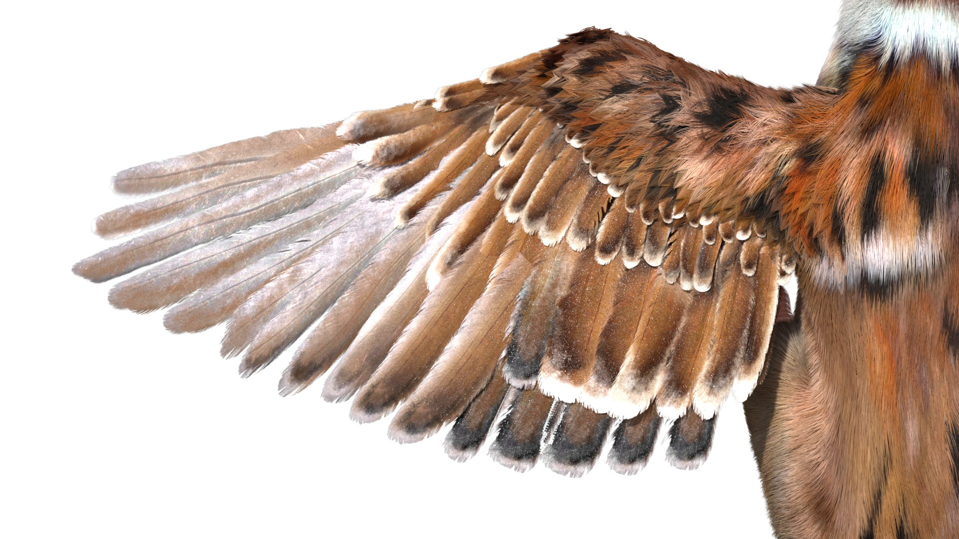 3D model bird anatomy crow https://p.turbosquid.com/ts-thumb/7Y/a16R6H/72ksVOeA/08/jpg/1584611505/1920x1080/fit_q87/9b22d595d38abd58faf72af521df1c55db2c0df3/08.jpg