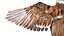 Bird Fur Collection