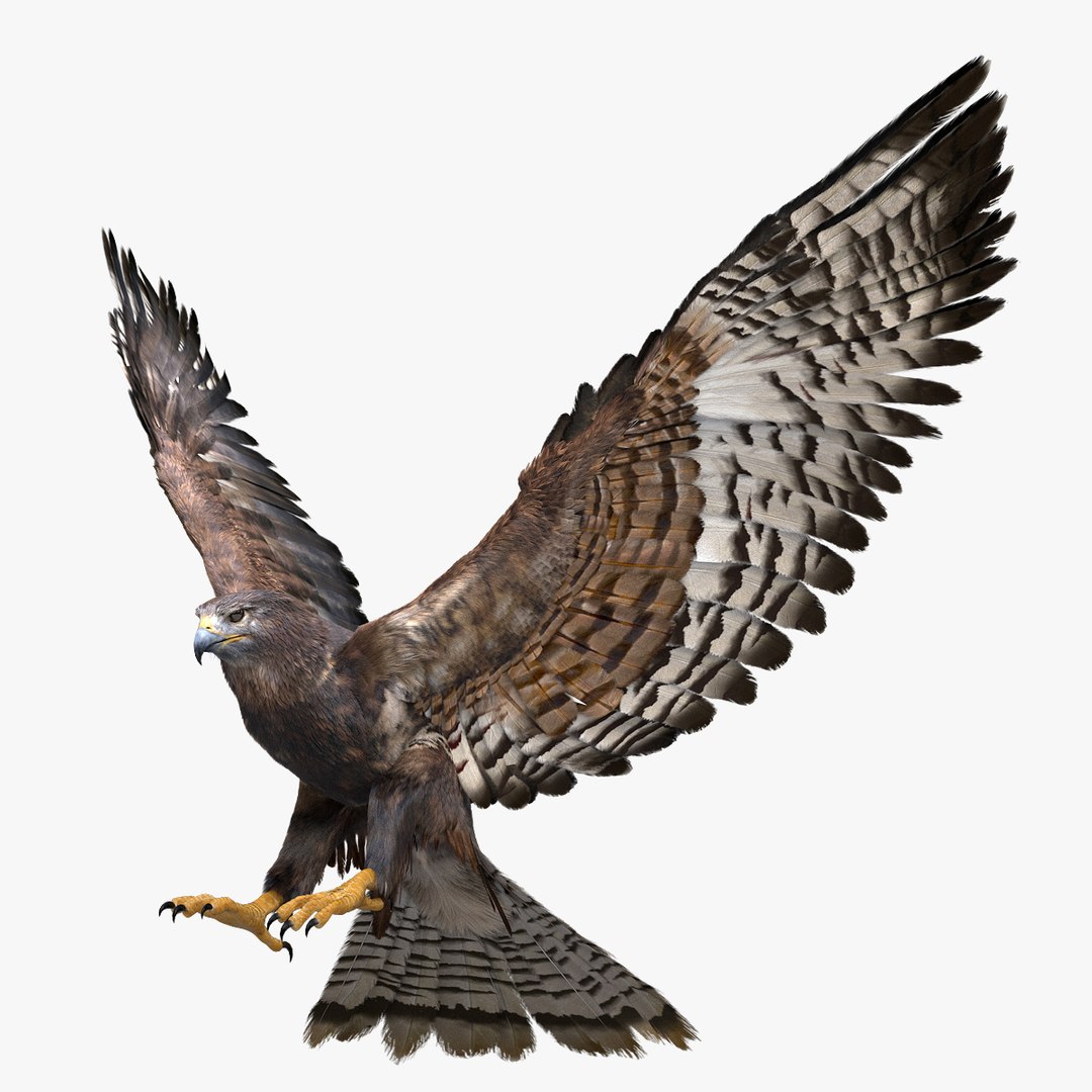 3D model bird anatomy crow https://p.turbosquid.com/ts-thumb/7Y/a16R6H/7GtlDHZl/01/jpg/1584611895/1920x1080/fit_q87/b122a1e4f4a9eab2ebb6c68c04ec175d791b214f/01.jpg