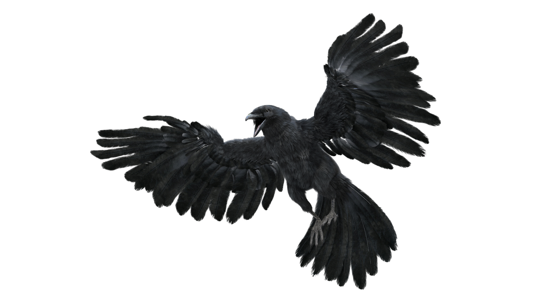 3D model bird anatomy crow https://p.turbosquid.com/ts-thumb/7Y/a16R6H/9gTdLDOS/crow/jpg/1584611619/1920x1080/turn_fit_q99/4a214d8d4af0cc0fc26983703574e475e17ee1e9/crow-1.jpg