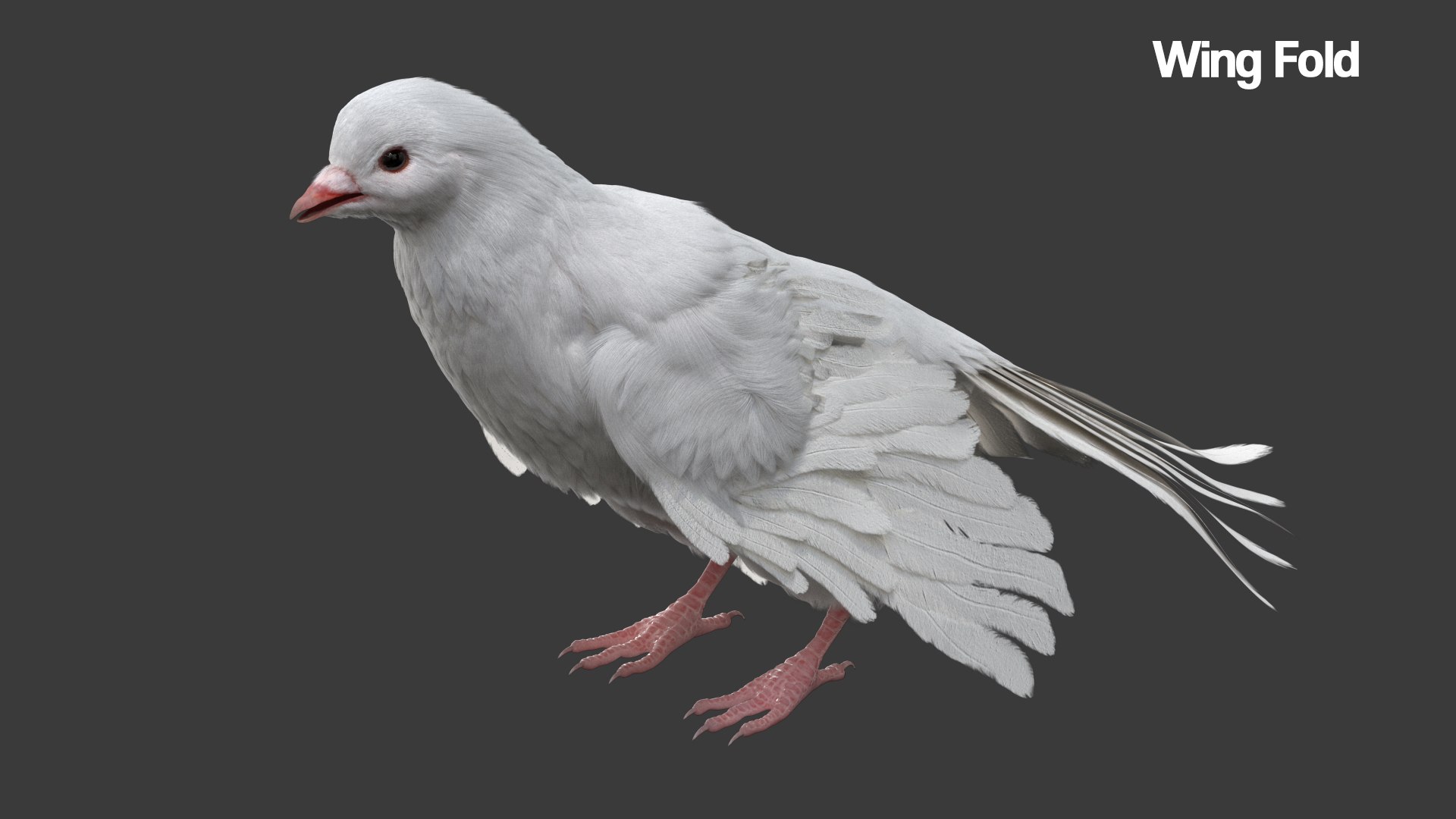 3D model bird anatomy crow https://p.turbosquid.com/ts-thumb/7Y/a16R6H/ATNpbnTT/04/jpg/1584611689/1920x1080/fit_q87/e0144e9a69a7568bd48374c252b2e05a7494d4c6/04.jpg