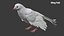 Bird Fur Collection