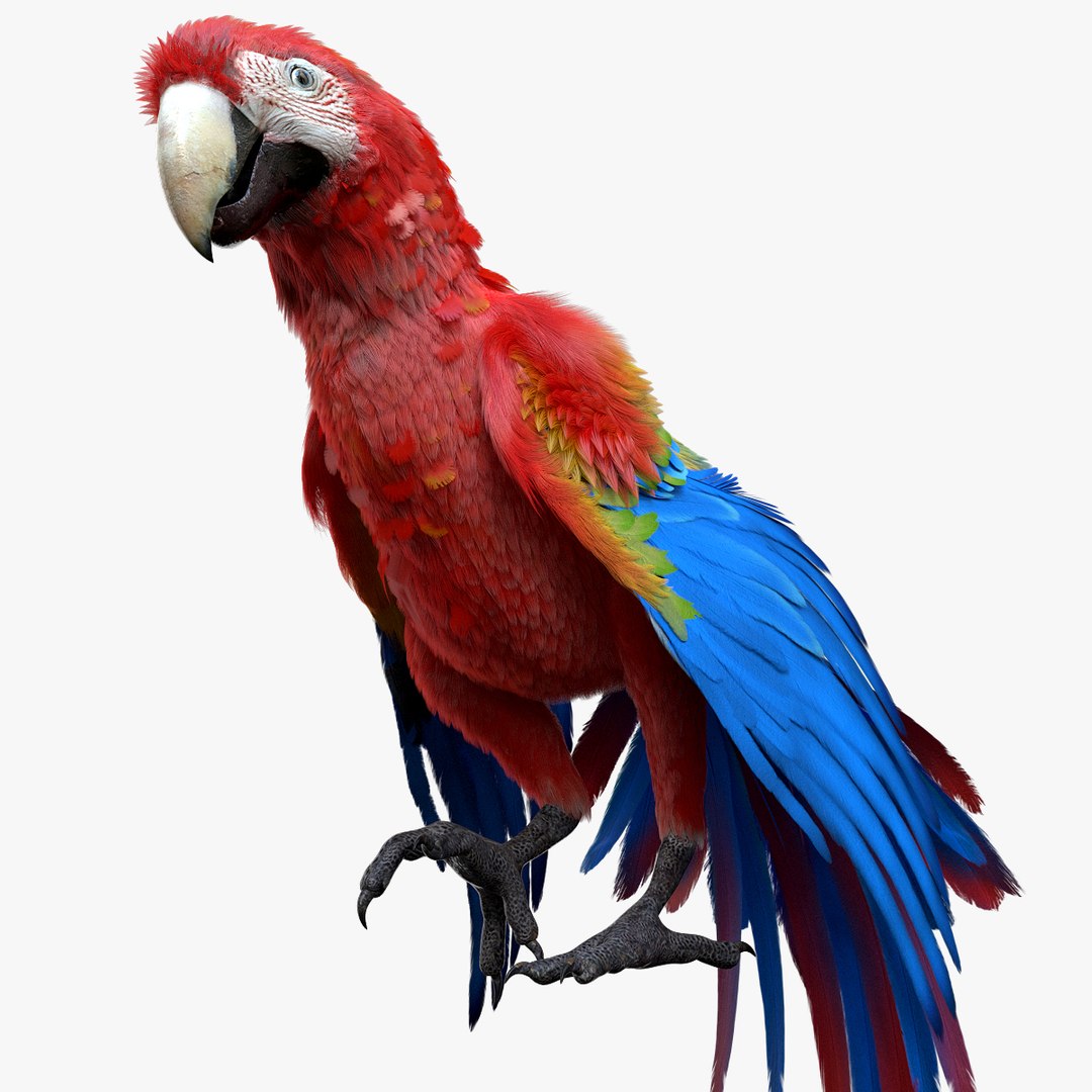 3D model bird anatomy crow https://p.turbosquid.com/ts-thumb/7Y/a16R6H/DKJYcHda/01/jpg/1584611997/1920x1080/fit_q87/1527e47b750f1d182ea82c28cadfcac070d96573/01.jpg