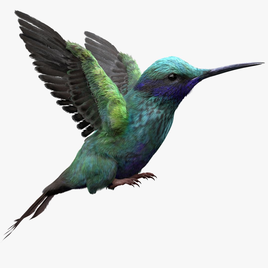 3D model bird anatomy crow https://p.turbosquid.com/ts-thumb/7Y/a16R6H/Dv4t9PRa/01/jpg/1584611959/1920x1080/fit_q87/de1f668b6a1d19461f3ecc6ef6a82efac0116318/01.jpg