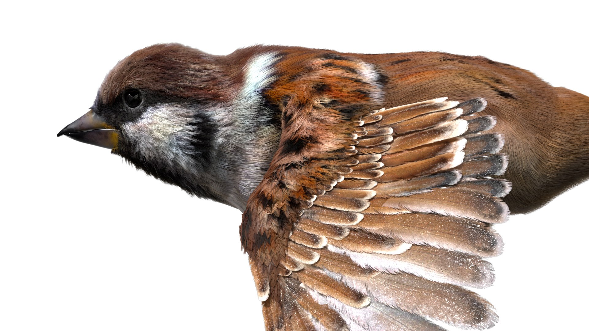 3D model bird anatomy crow https://p.turbosquid.com/ts-thumb/7Y/a16R6H/EpxuUyud/06/jpg/1584611505/1920x1080/fit_q87/dfc39db9c58af8ea6e5a378827c66c245d142496/06.jpg