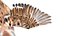 Bird Fur Collection
