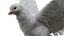 Bird Fur Collection