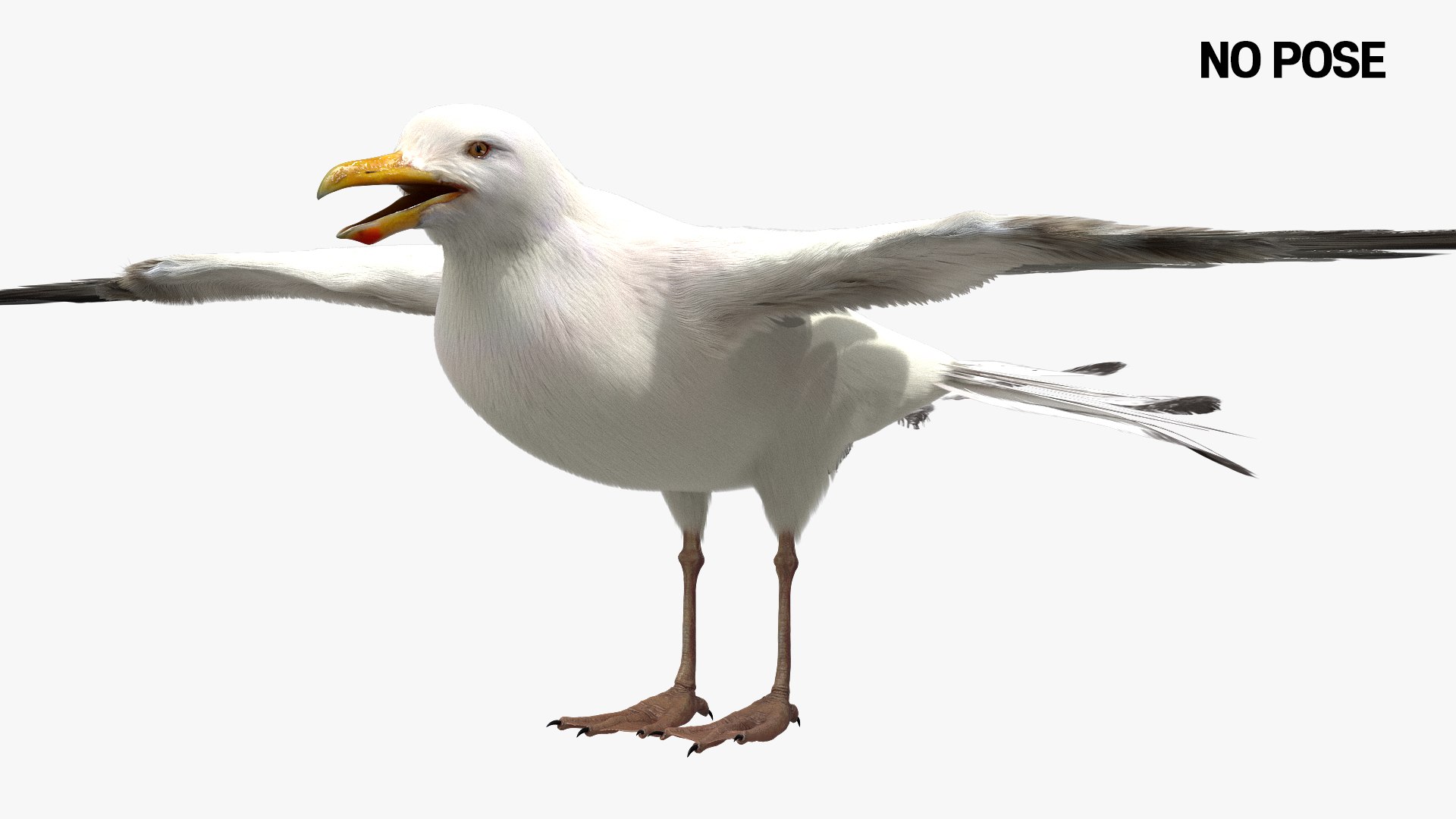 3D model bird anatomy crow https://p.turbosquid.com/ts-thumb/7Y/a16R6H/IFinny1t/05/jpg/1584612046/1920x1080/fit_q87/16767cbef6c406d003e99a316bbf3dac20f392ea/05.jpg