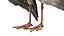 Bird Fur Collection