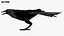 Bird Fur Collection
