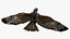 Bird Fur Collection