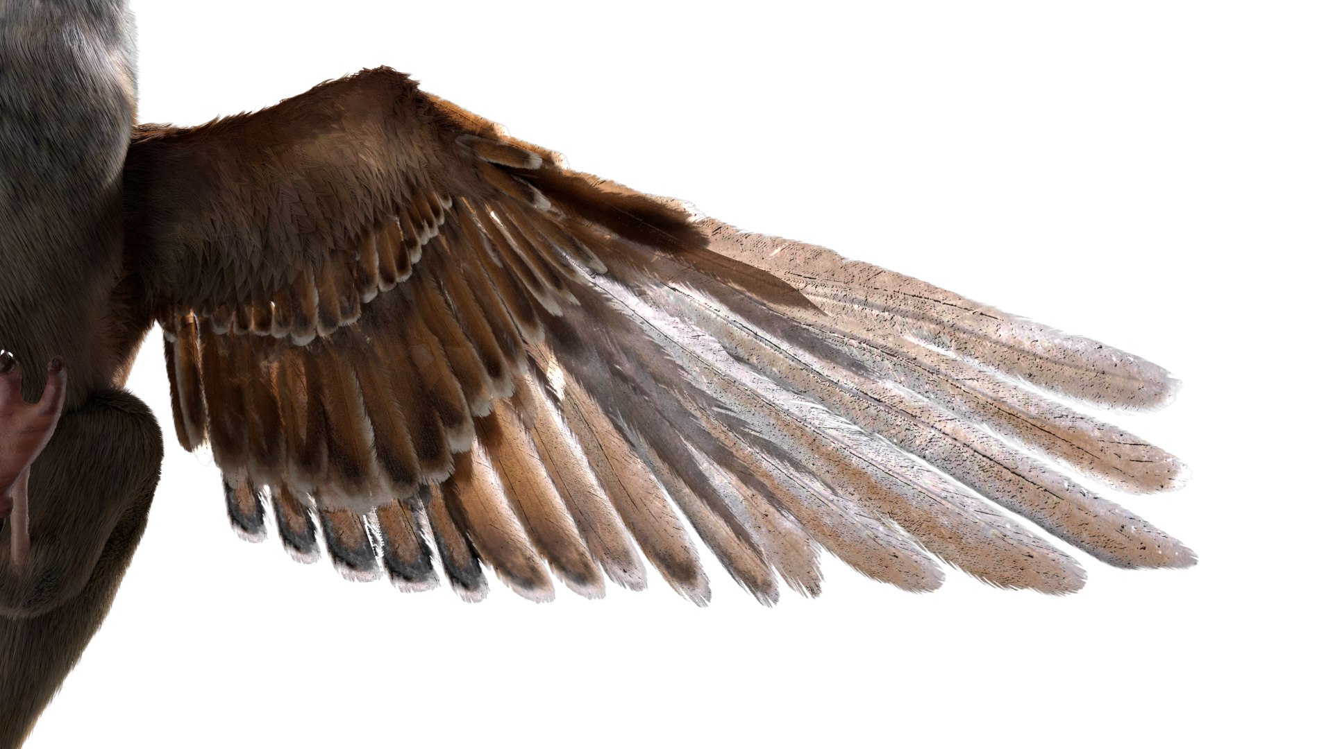 3D model bird anatomy crow https://p.turbosquid.com/ts-thumb/7Y/a16R6H/MjRpwdcT/09/jpg/1584611505/1920x1080/fit_q87/8a2d3e6267a2ae6540bdc53519c546c63a5abfc6/09.jpg