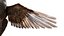 Bird Fur Collection