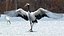 Bird Fur Collection