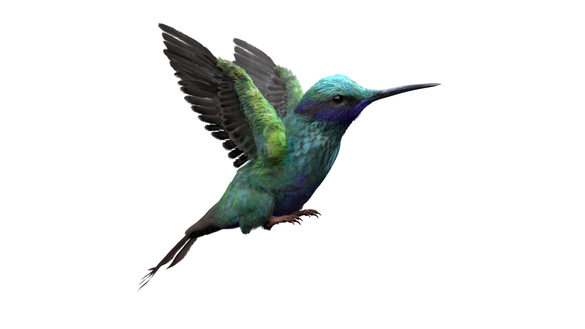 3D model bird anatomy crow https://p.turbosquid.com/ts-thumb/7Y/a16R6H/Q3Ea5Gqs/hummingbird/jpg/1584611967/1920x1080/turn_fit_q99/ca6560b7664829858d55ee29d2a8cd2e89badf34/hummingbird-1.jpg