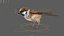 Bird Fur Collection