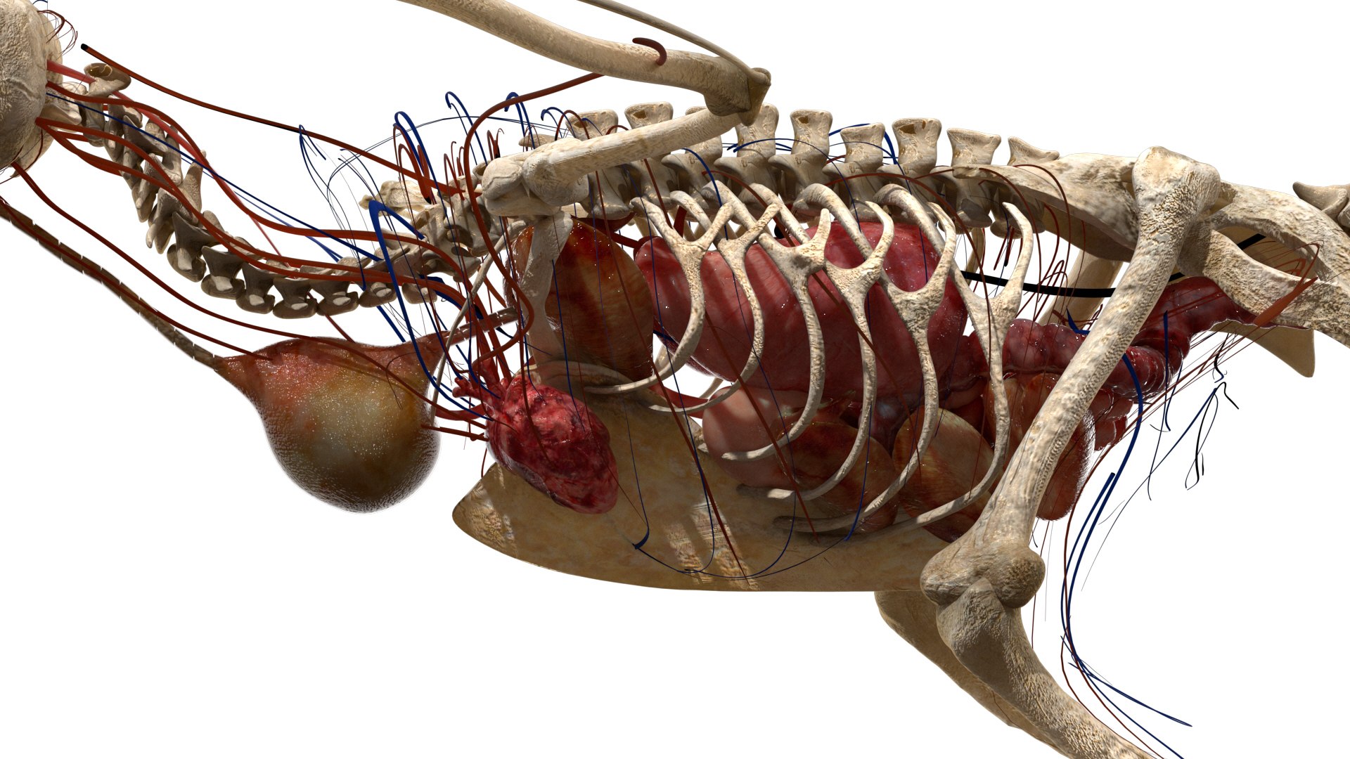 3D model bird anatomy crow https://p.turbosquid.com/ts-thumb/7Y/a16R6H/TLfQ3mws/16/jpg/1584612709/1920x1080/fit_q87/bec93183c51f58506171d5c5c8ada0f3b248e3d5/16.jpg