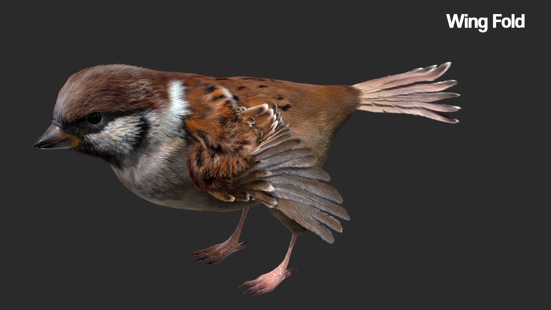 3D model bird anatomy crow https://p.turbosquid.com/ts-thumb/7Y/a16R6H/XPUCRaLA/04/jpg/1584611505/1920x1080/fit_q87/3c0f7c5ad7d4281ad729c1af6ade0e3b1a326b3a/04.jpg