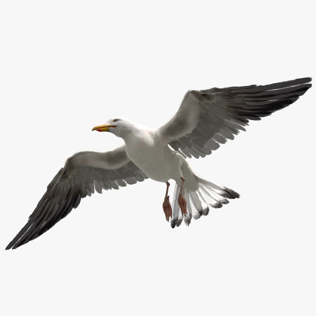 3D model bird anatomy crow https://p.turbosquid.com/ts-thumb/7Y/a16R6H/Xkn2ItYx/01/jpg/1584612046/1920x1080/fit_q87/8436386c36ec09b434cb87369960b0243cd2404a/01.jpg