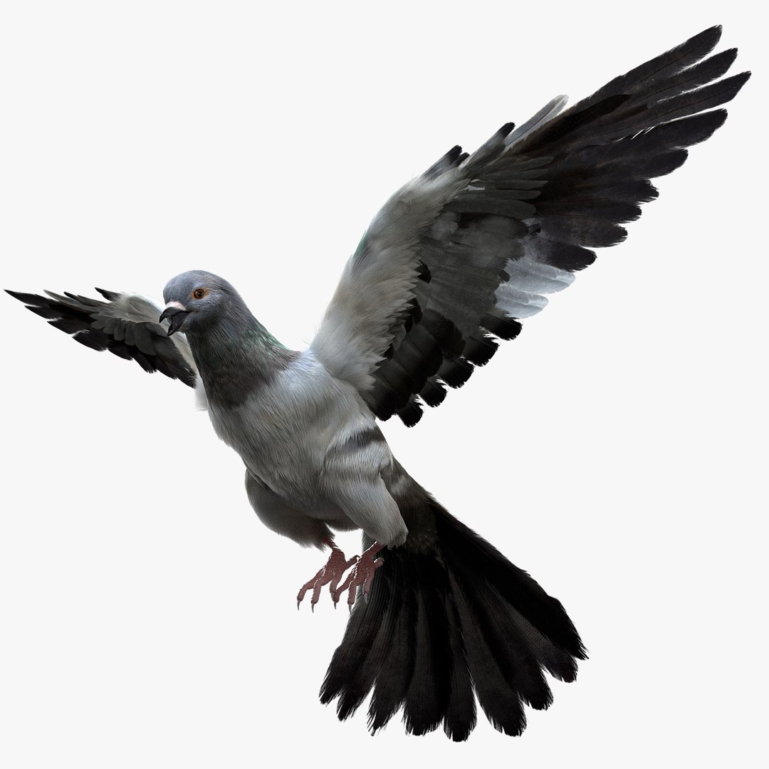 3D model bird anatomy crow https://p.turbosquid.com/ts-thumb/7Y/a16R6H/Y90G7w8w/01/jpg/1584611728/1920x1080/fit_q87/f83f82c8491c178a3a9271a1bc4cb6b32c048ad8/01.jpg