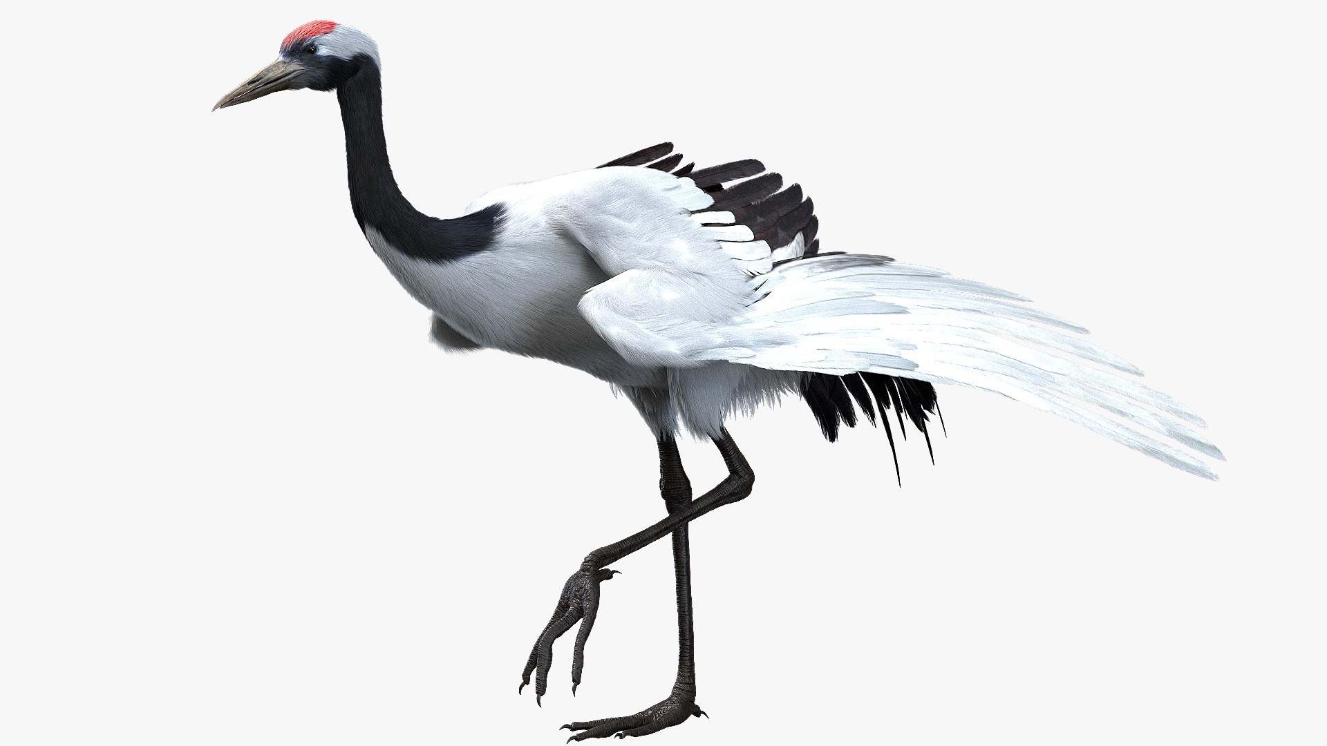 3D model bird anatomy crow https://p.turbosquid.com/ts-thumb/7Y/a16R6H/Zs1drAc7/07/jpg/1584611560/1920x1080/fit_q87/70c597c8c84e9db6c837b39ad39203917c4fe79b/07.jpg