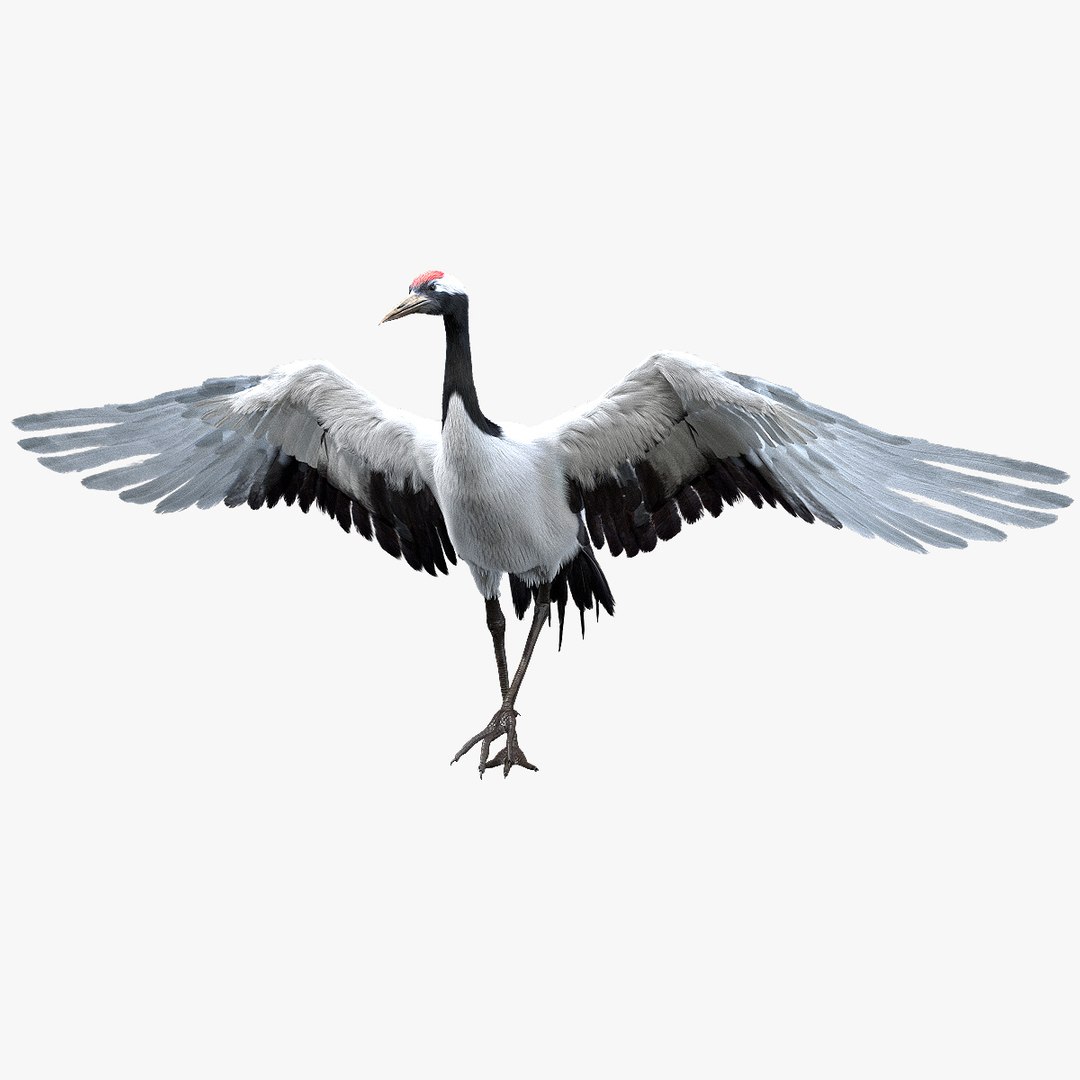 3D model bird anatomy crow https://p.turbosquid.com/ts-thumb/7Y/a16R6H/bGWc5AkV/01/jpg/1584611560/1920x1080/fit_q87/63b219ce92ac503f9d8c853a1de549e363b34e11/01.jpg