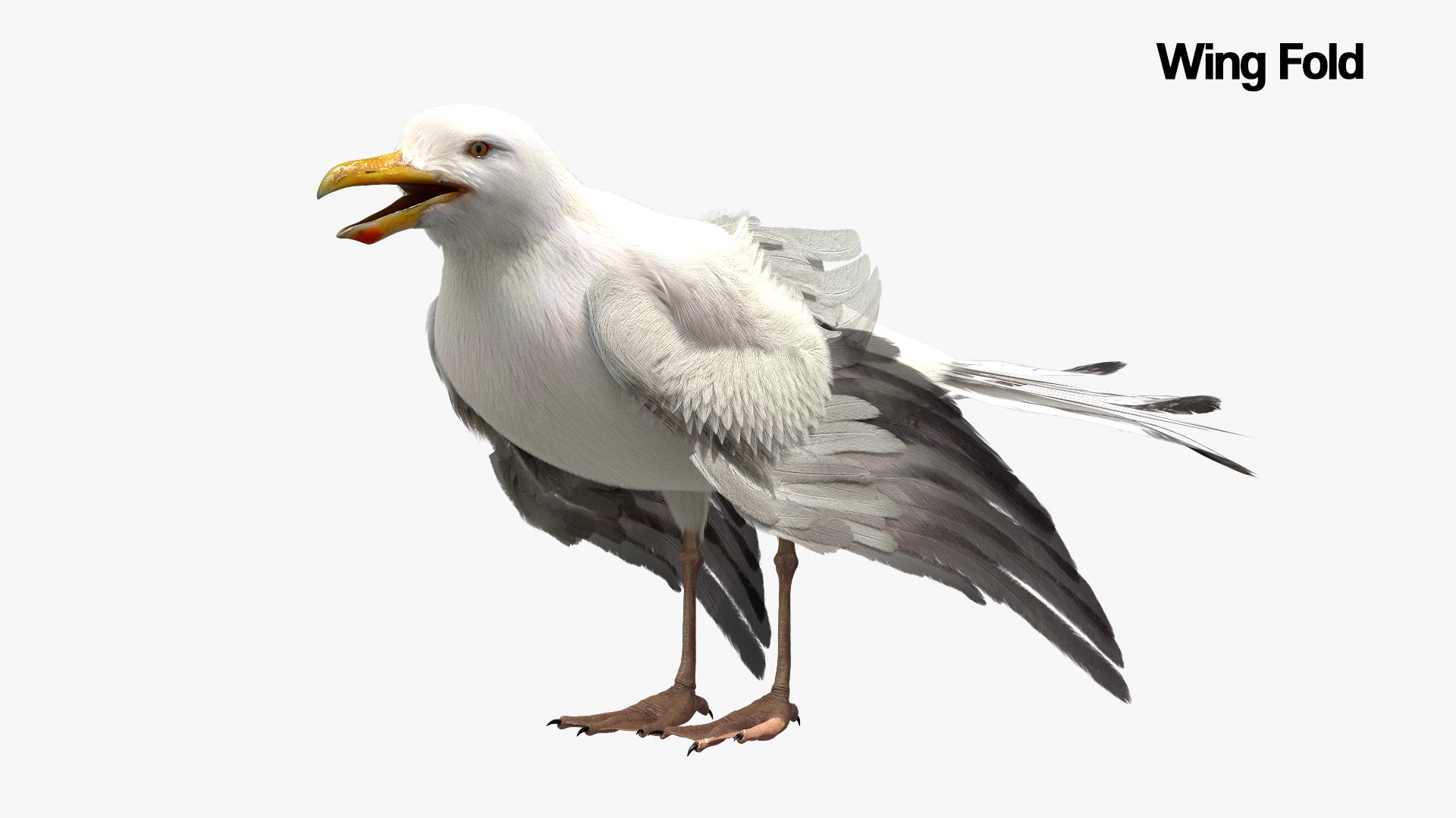 3D model bird anatomy crow https://p.turbosquid.com/ts-thumb/7Y/a16R6H/eJ4e6gEl/06/jpg/1584612046/1920x1080/fit_q87/2ec2be96ddc0f08b7fa74f8f87750e2f48c9dab9/06.jpg