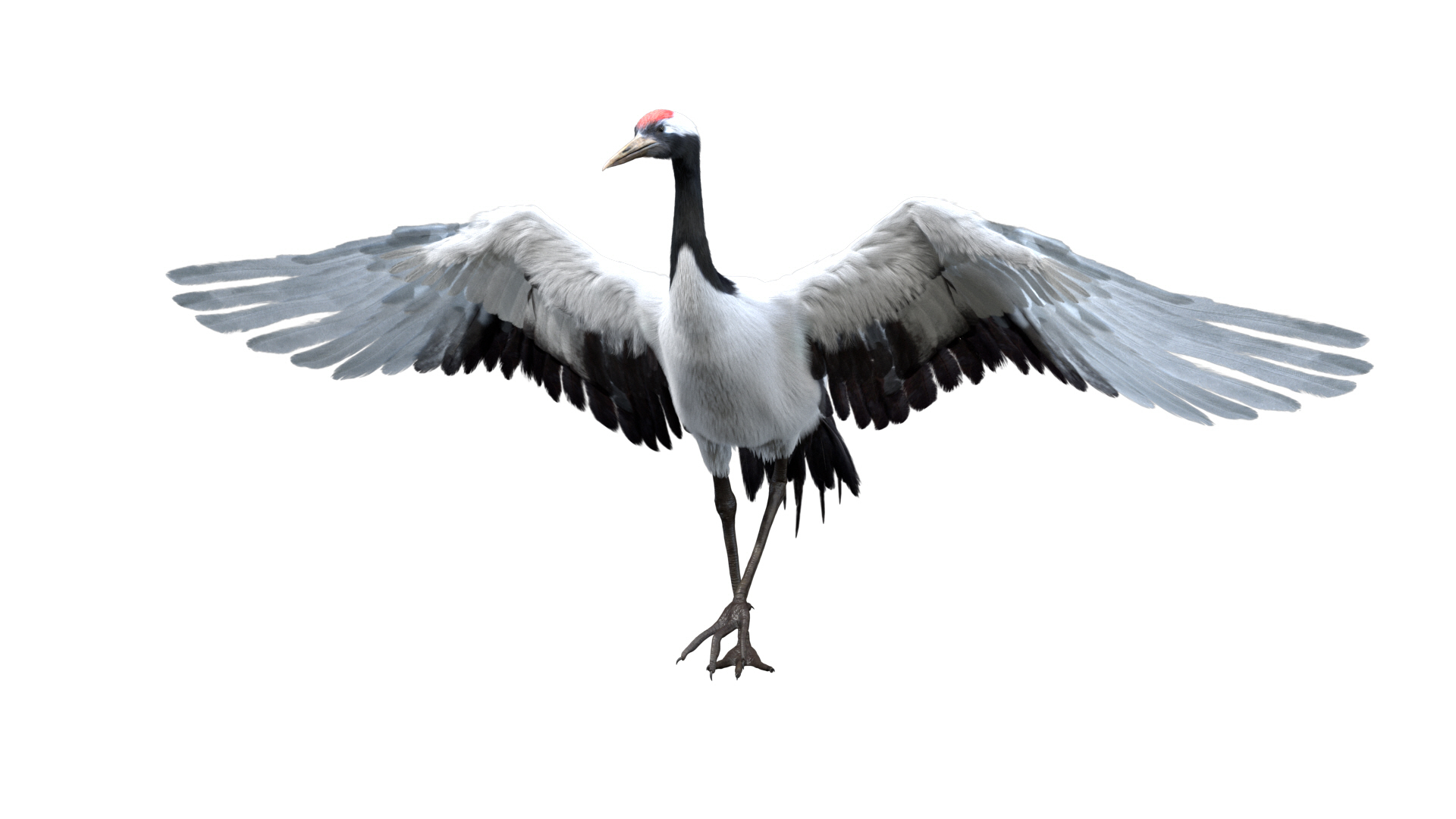 3D model bird anatomy crow https://p.turbosquid.com/ts-thumb/7Y/a16R6H/faLYsRi1/crane/jpg/1584611579/1920x1080/turn_fit_q99/5e2e623d420b46edb5a77e726923c3c2e96c80e3/crane-1.jpg