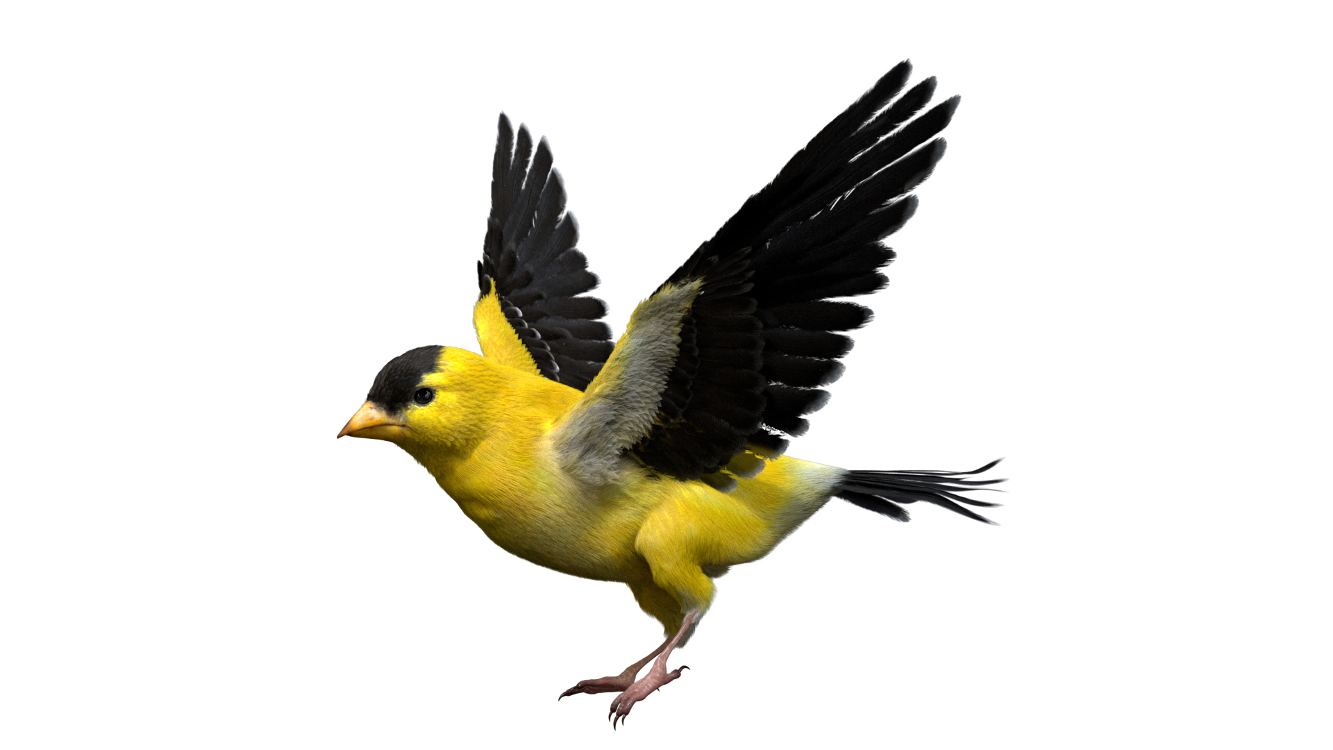 3D model bird anatomy crow https://p.turbosquid.com/ts-thumb/7Y/a16R6H/jeW1tb63/goldfinch/jpg/1584611831/1920x1080/turn_fit_q99/3af9bb50d220cfddecc92866808e8ba49cf50d55/goldfinch-1.jpg