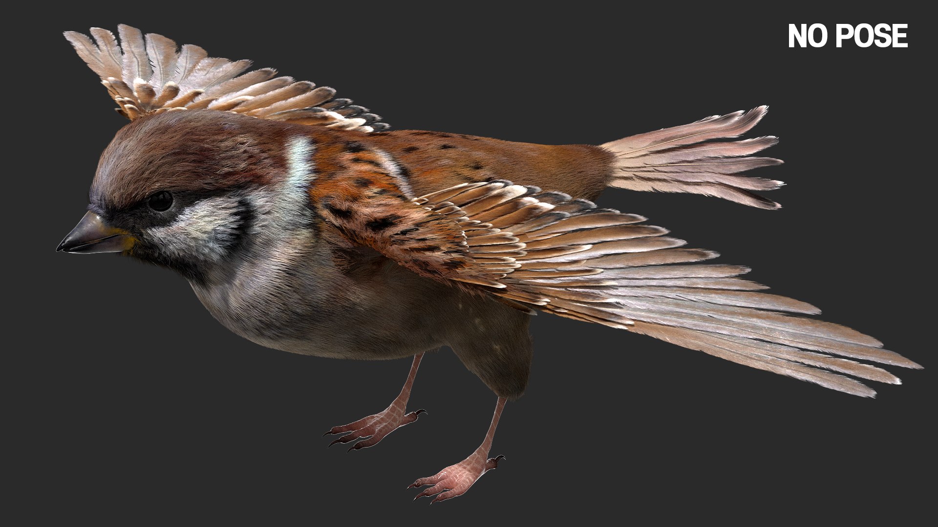 3D model bird anatomy crow https://p.turbosquid.com/ts-thumb/7Y/a16R6H/juDo0i3j/03/jpg/1584611505/1920x1080/fit_q87/560c748783d2e92e56bd7b4d8947994508bc8c12/03.jpg