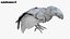 Bird Fur Collection