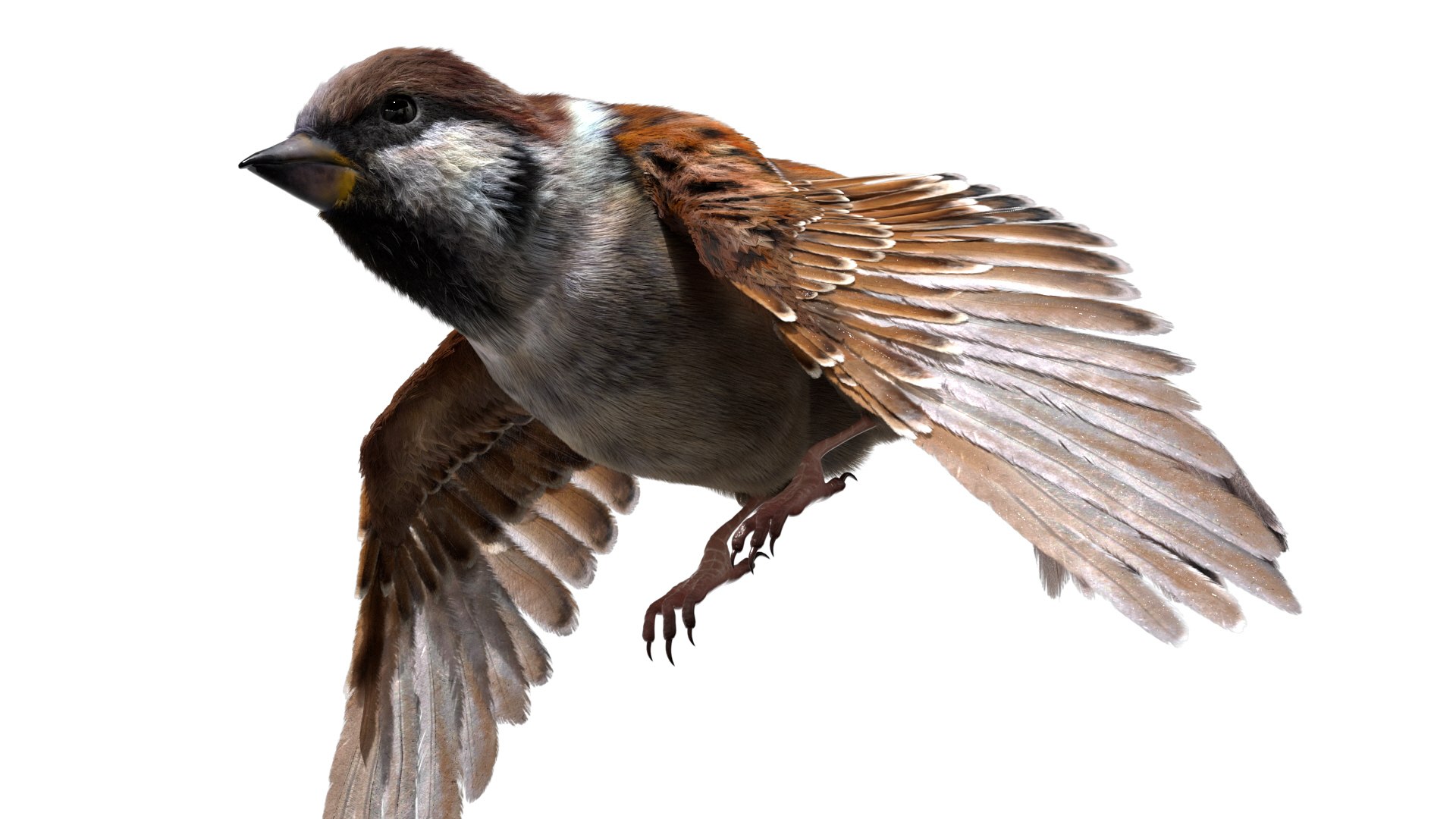 3D model bird anatomy crow https://p.turbosquid.com/ts-thumb/7Y/a16R6H/mlNLF4Q5/05/jpg/1584611505/1920x1080/fit_q87/bf3b4382b68197e9e0e811835a1470608d03879d/05.jpg