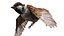 Bird Fur Collection