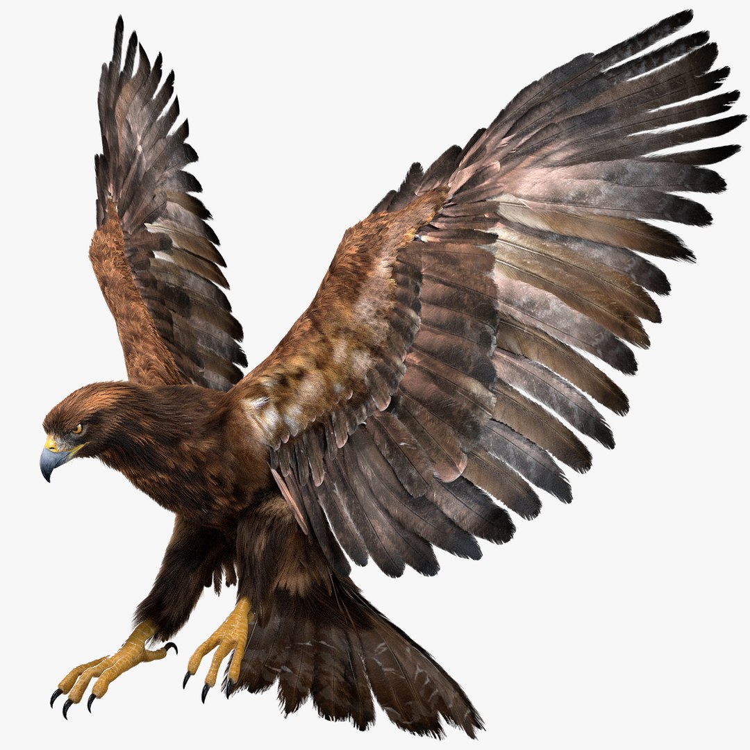 3D model bird anatomy crow https://p.turbosquid.com/ts-thumb/7Y/a16R6H/mv6xgp08/01/jpg/1584611769/1920x1080/fit_q87/26f03b1c2eb74ed33758ebdb62bd1e8f04ab16d6/01.jpg